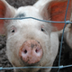 Illustration for article titled China Is Cloning Pigs on an Industrial Scale